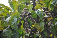 Hymenodictyon orixense